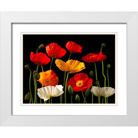 Multicoloured Poppies and buds White Modern Wood Framed Art Print with Double Matting by Frank, Assaf
