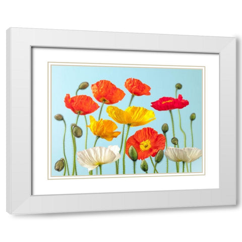 Multicoloured Poppies and buds White Modern Wood Framed Art Print with Double Matting by Frank, Assaf
