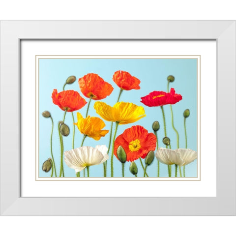 Multicoloured Poppies and buds White Modern Wood Framed Art Print with Double Matting by Frank, Assaf