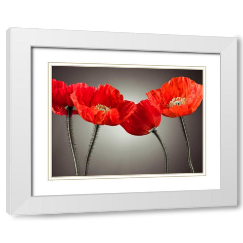 Four Poppies White Modern Wood Framed Art Print with Double Matting by Frank, Assaf