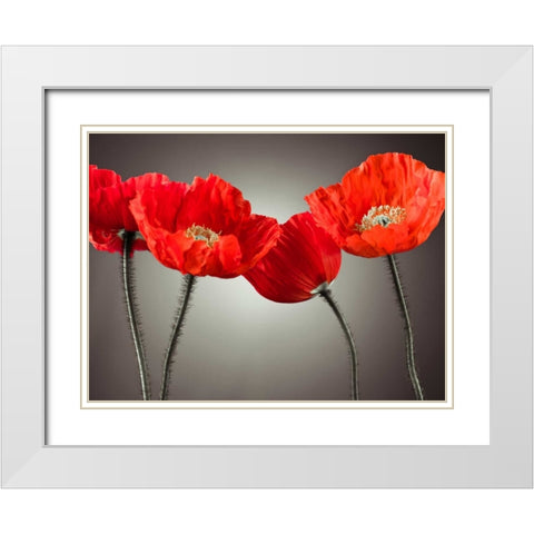 Four Poppies White Modern Wood Framed Art Print with Double Matting by Frank, Assaf