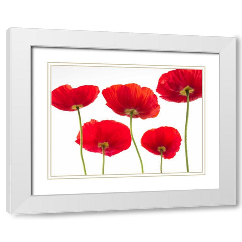 Five Poppies White Modern Wood Framed Art Print with Double Matting by Frank, Assaf