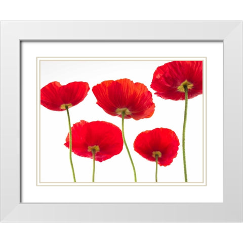 Five Poppies White Modern Wood Framed Art Print with Double Matting by Frank, Assaf