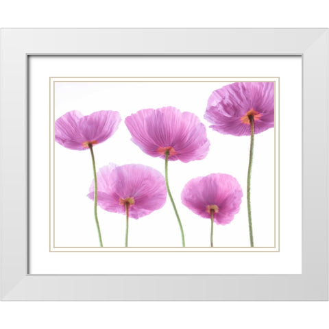 Five Poppies White Modern Wood Framed Art Print with Double Matting by Frank, Assaf