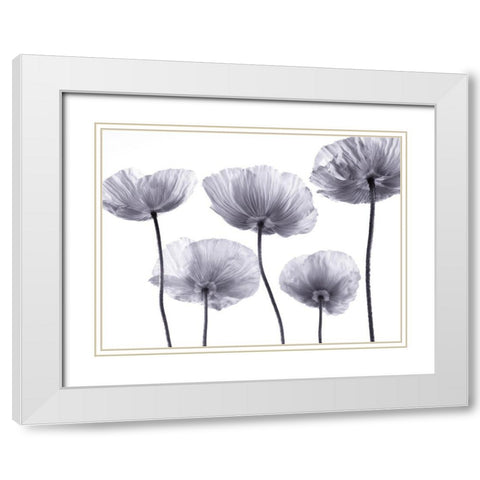 Five Poppies White Modern Wood Framed Art Print with Double Matting by Frank, Assaf