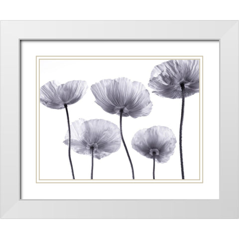 Five Poppies White Modern Wood Framed Art Print with Double Matting by Frank, Assaf