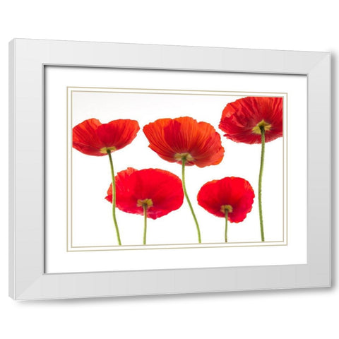 Five Poppies White Modern Wood Framed Art Print with Double Matting by Frank, Assaf