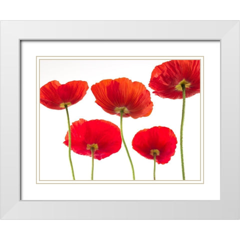 Five Poppies White Modern Wood Framed Art Print with Double Matting by Frank, Assaf
