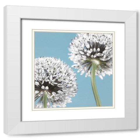 Two Allium flowers White Modern Wood Framed Art Print with Double Matting by Frank, Assaf