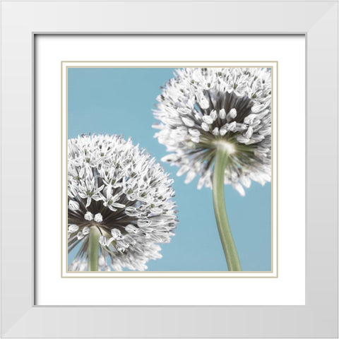 Two Allium flowers White Modern Wood Framed Art Print with Double Matting by Frank, Assaf