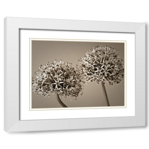 Two Allium flowers White Modern Wood Framed Art Print with Double Matting by Frank, Assaf