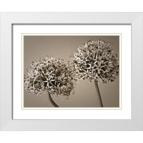 Two Allium flowers White Modern Wood Framed Art Print with Double Matting by Frank, Assaf