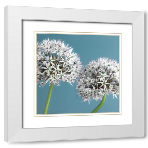 Two Allium flowers, FTBR-1875 White Modern Wood Framed Art Print with Double Matting by Frank, Assaf