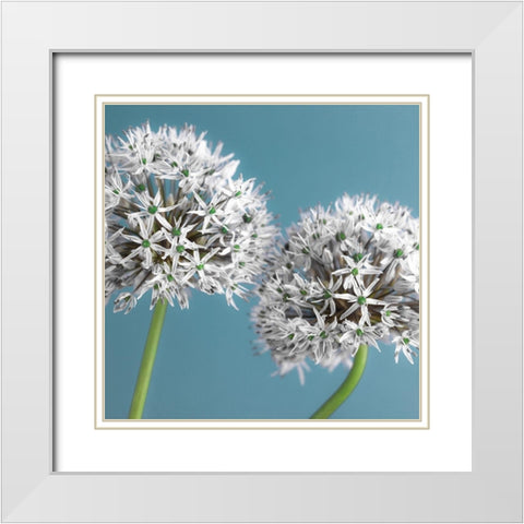 Two Allium flowers, FTBR-1875 White Modern Wood Framed Art Print with Double Matting by Frank, Assaf