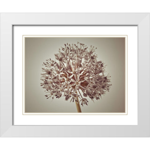 Allium flower White Modern Wood Framed Art Print with Double Matting by Frank, Assaf