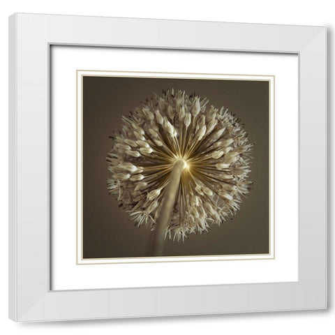 Allium flower White Modern Wood Framed Art Print with Double Matting by Frank, Assaf