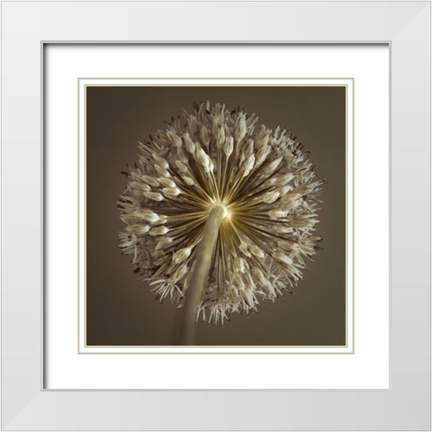 Allium flower White Modern Wood Framed Art Print with Double Matting by Frank, Assaf