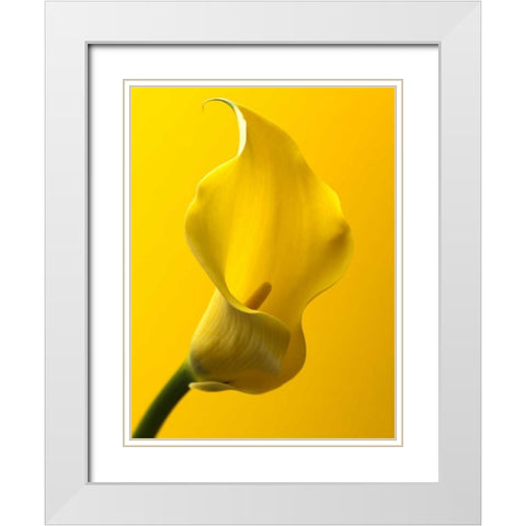 Calla Lily White Modern Wood Framed Art Print with Double Matting by Frank, Assaf