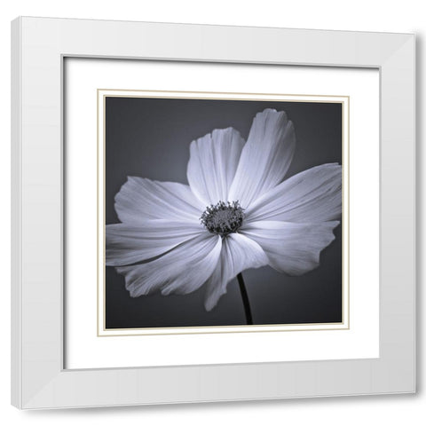 Cosmos flower White Modern Wood Framed Art Print with Double Matting by Frank, Assaf