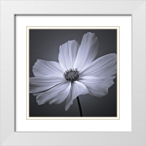 Cosmos flower White Modern Wood Framed Art Print with Double Matting by Frank, Assaf