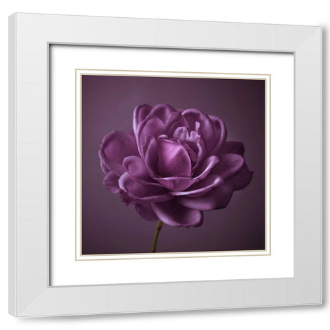 Single rose flower White Modern Wood Framed Art Print with Double Matting by Frank, Assaf
