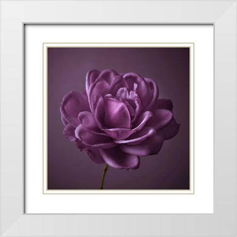 Single rose flower White Modern Wood Framed Art Print with Double Matting by Frank, Assaf