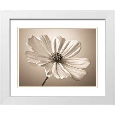 Cosmos flower White Modern Wood Framed Art Print with Double Matting by Frank, Assaf