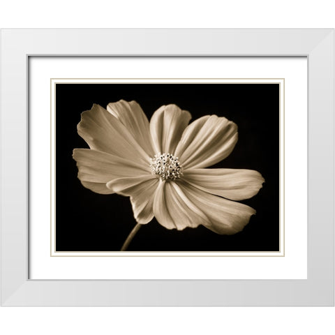 Cosmos flower White Modern Wood Framed Art Print with Double Matting by Frank, Assaf