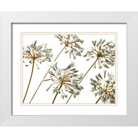 African Lilies White Modern Wood Framed Art Print with Double Matting by Frank, Assaf