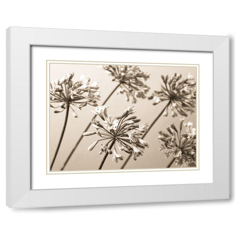 African Lilies White Modern Wood Framed Art Print with Double Matting by Frank, Assaf