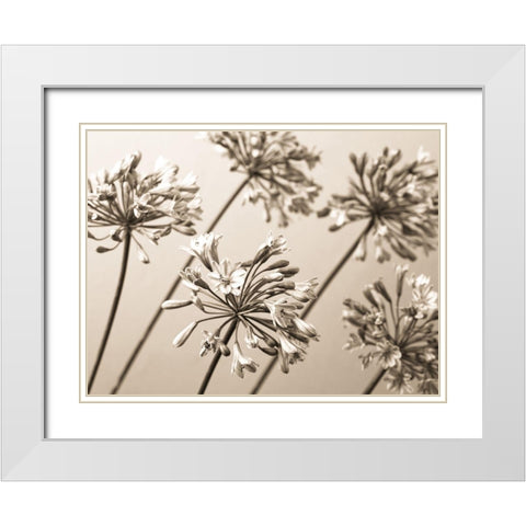 African Lilies White Modern Wood Framed Art Print with Double Matting by Frank, Assaf