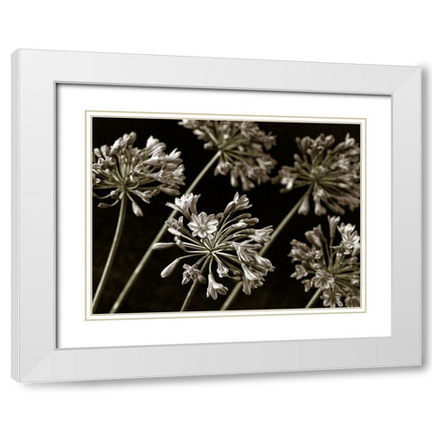 African Lilies White Modern Wood Framed Art Print with Double Matting by Frank, Assaf