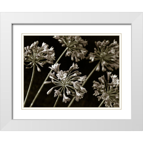 African Lilies White Modern Wood Framed Art Print with Double Matting by Frank, Assaf