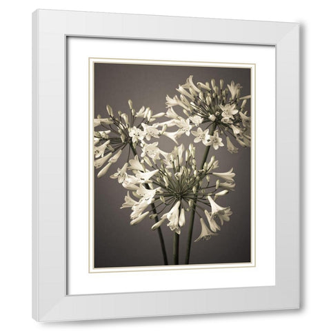 African Lilies White Modern Wood Framed Art Print with Double Matting by Frank, Assaf