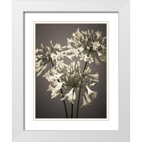 African Lilies White Modern Wood Framed Art Print with Double Matting by Frank, Assaf