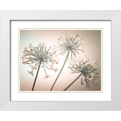 African Lilies White Modern Wood Framed Art Print with Double Matting by Frank, Assaf