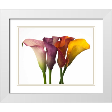 Four calla lilies White Modern Wood Framed Art Print with Double Matting by Frank, Assaf