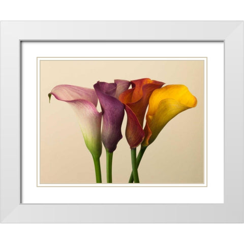 Four calla lilies White Modern Wood Framed Art Print with Double Matting by Frank, Assaf