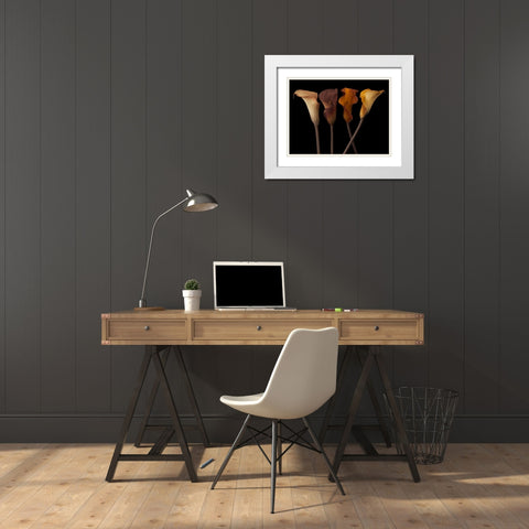 Four calla lilies White Modern Wood Framed Art Print with Double Matting by Frank, Assaf