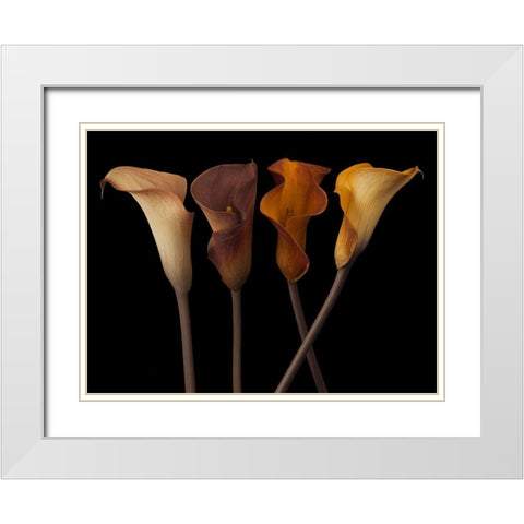 Four calla lilies White Modern Wood Framed Art Print with Double Matting by Frank, Assaf