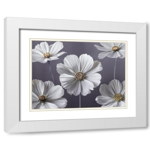 Cosmos flowers White Modern Wood Framed Art Print with Double Matting by Frank, Assaf
