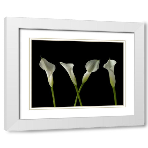 Calla lilies in a row White Modern Wood Framed Art Print with Double Matting by Frank, Assaf