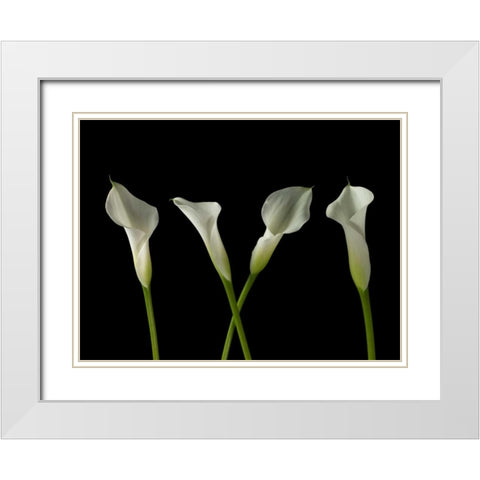 Calla lilies in a row White Modern Wood Framed Art Print with Double Matting by Frank, Assaf