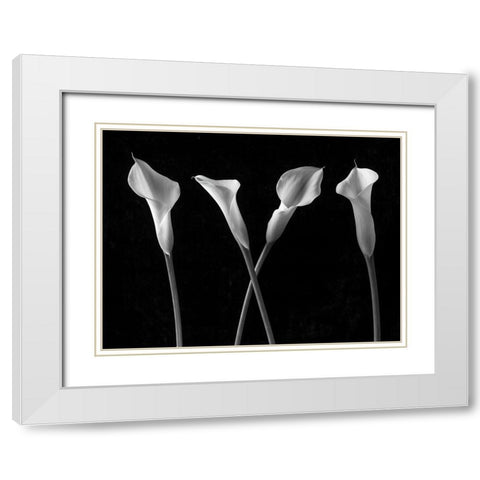 Calla lilies in a row White Modern Wood Framed Art Print with Double Matting by Frank, Assaf