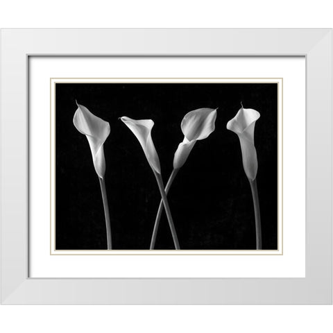 Calla lilies in a row White Modern Wood Framed Art Print with Double Matting by Frank, Assaf