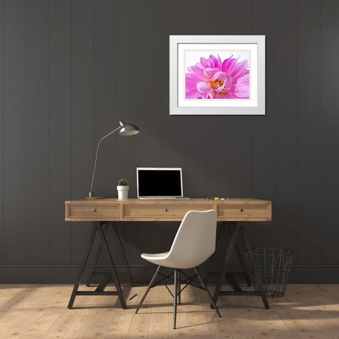 Dahlia Flower White Modern Wood Framed Art Print with Double Matting by Frank, Assaf