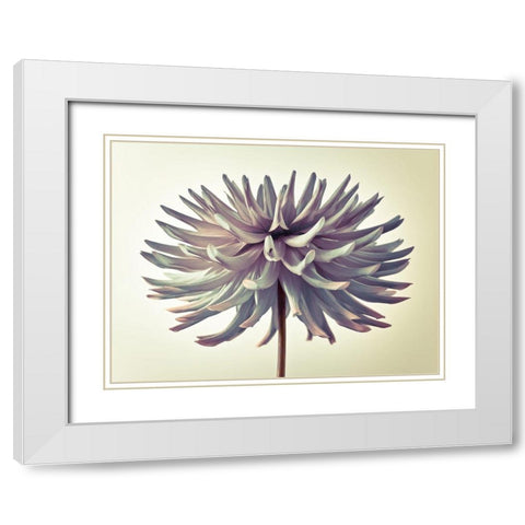 Dahlia Flower White Modern Wood Framed Art Print with Double Matting by Frank, Assaf