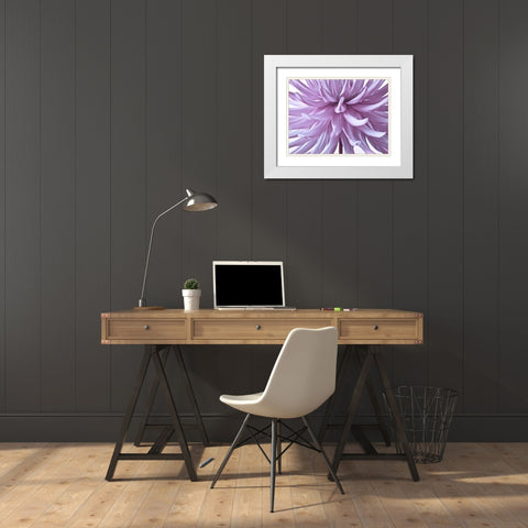 Dahlia Flower White Modern Wood Framed Art Print with Double Matting by Frank, Assaf