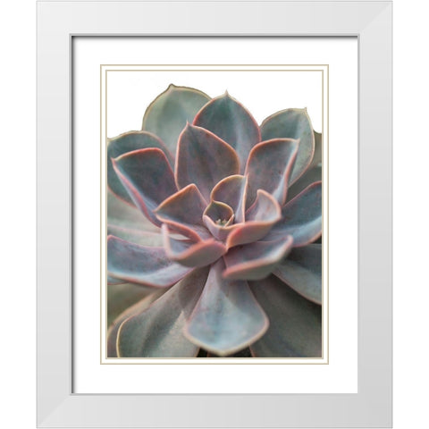 Close-up of Echeveria flower White Modern Wood Framed Art Print with Double Matting by Frank, Assaf
