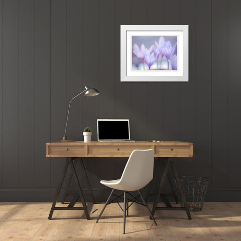 Crocus flowers White Modern Wood Framed Art Print with Double Matting by Frank, Assaf